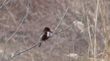 White-throated Kingfisher