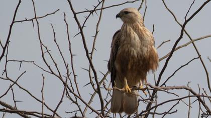 Long-legged Buzzard