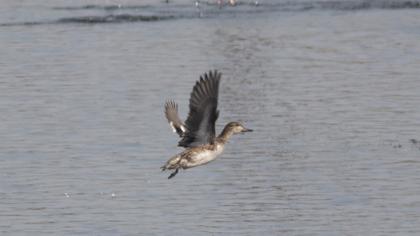 Eurasian Teal