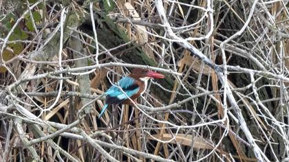 White-throated Kingfisher