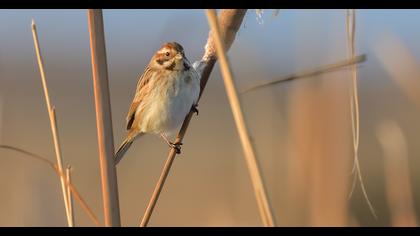 Common Reed Bunting