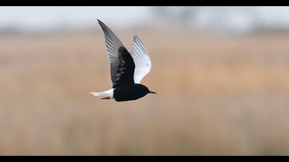 White-winged Tern
