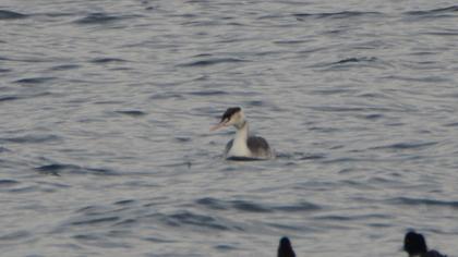 Great Crested Grebe