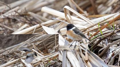 Siberian Stonechat