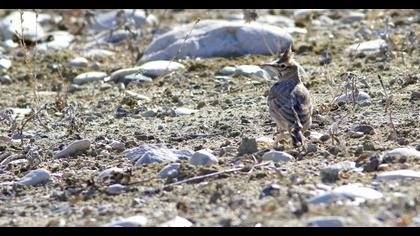 Crested Lark