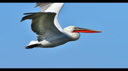 Dalmatian Pelican