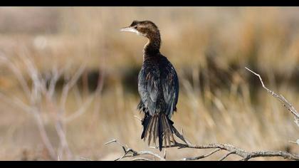 Pygmy Cormorant