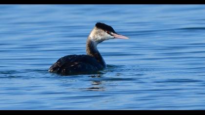 Great Crested Grebe