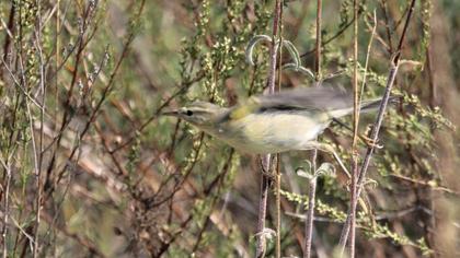 Willow Warbler