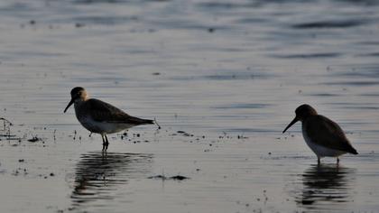Dunlin
