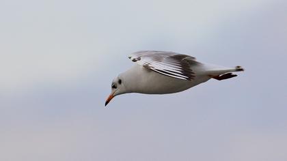 Black-headed Gull