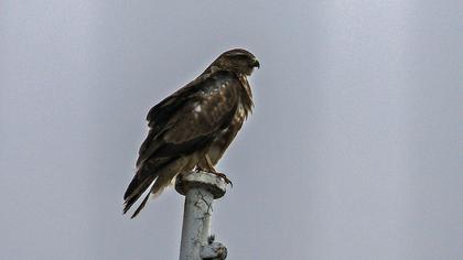 Common Buzzard