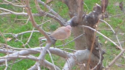 Laughing Dove