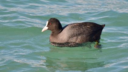 Eurasian Coot
