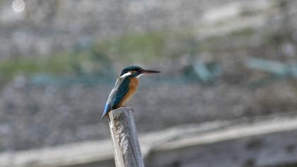 Common Kingfisher