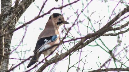 Eurasian Jay