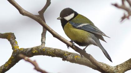 Great Tit