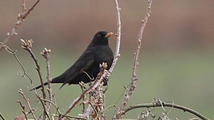 Common Blackbird
