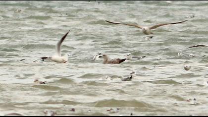 European Herring Gull