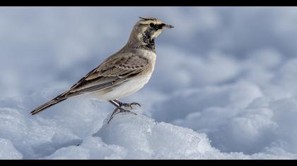Horned Lark