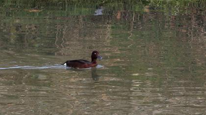 Ferruginous Duck