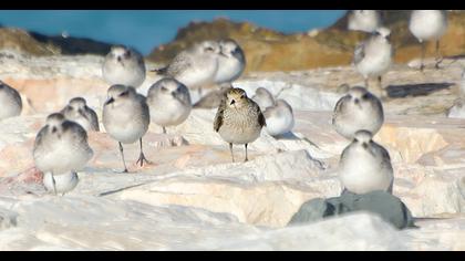 European Golden Plover