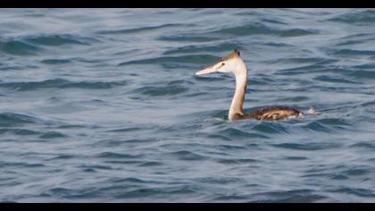 Great Crested Grebe