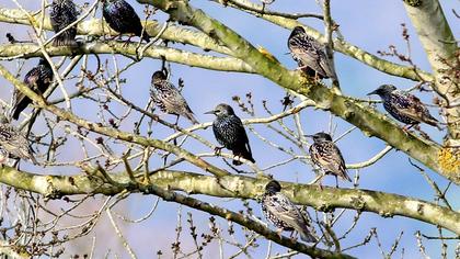 Common Starling