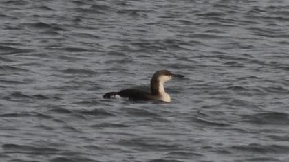 Black-throated Loon