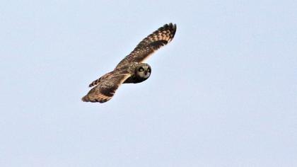 Short-eared Owl
