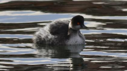 Black-necked Grebe