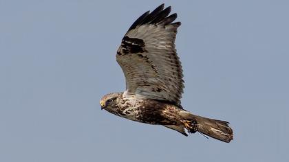 Rough-legged Buzzard