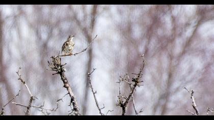 Mistle Thrush