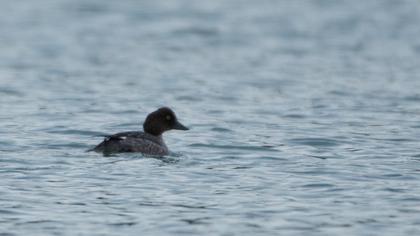 Common Goldeneye