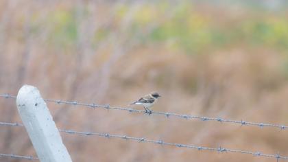 European Stonechat