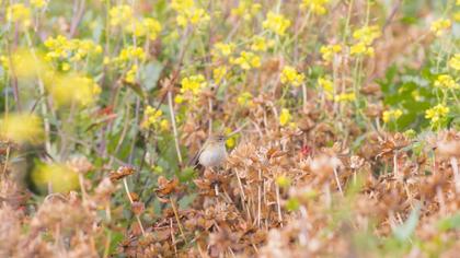 Common Chiffchaff