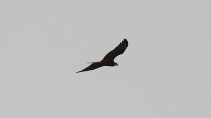 Western Marsh Harrier