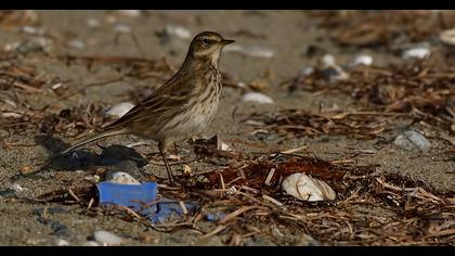 Water Pipit