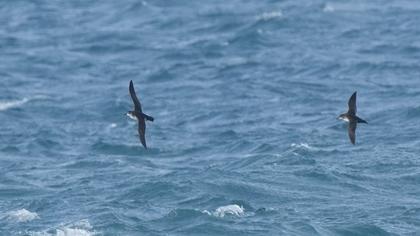 Yelkouan Shearwater