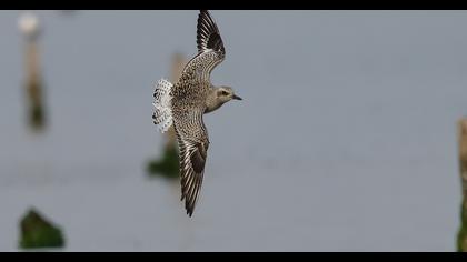Grey Plover