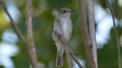 Spotted Flycatcher