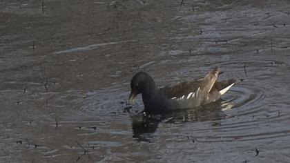Common Moorhen