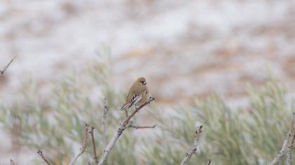 Desert Finch