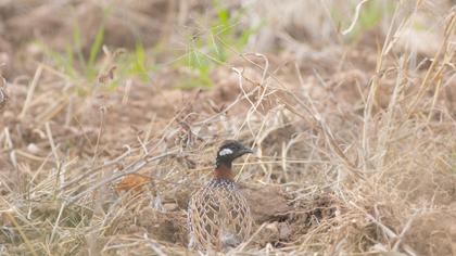 Black Francolin