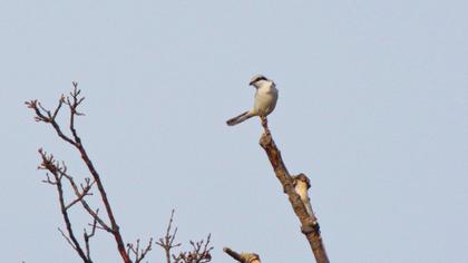Büyük örümcekkuşu