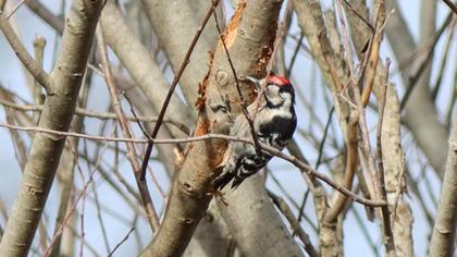 Lesser Spotted Woodpecker