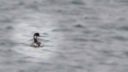 Black-necked Grebe