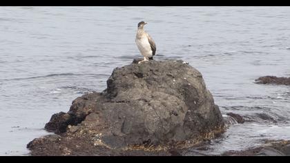 European Shag