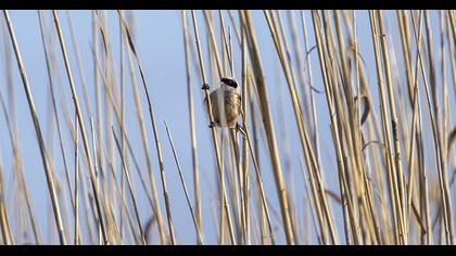 Eurasian Penduline Tit