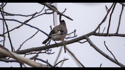Eurasian Jay